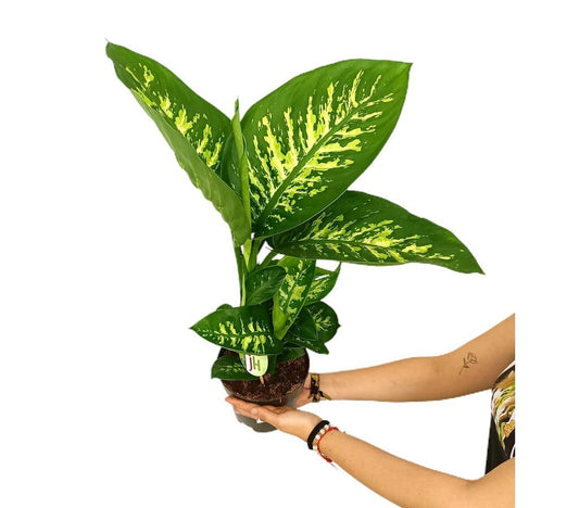 Dieffenbachia Reeva M17 65cm_0