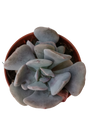 Echeveria Cubic Frost Planta Suculenta Ø5