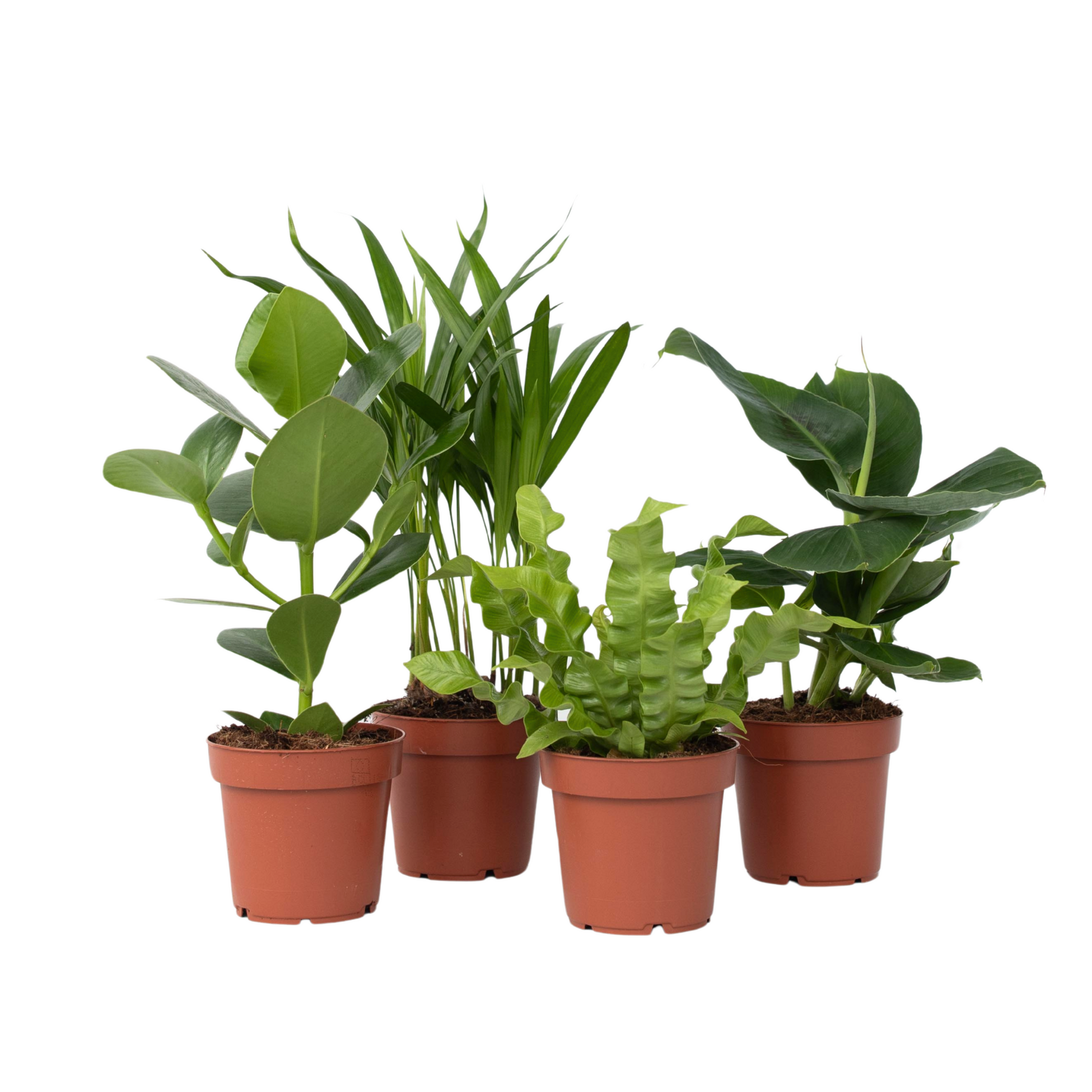 Plantas De Interior 'cuarteto Verde' - 4 Pzs - Altura 25-40cm - ⌀12cm