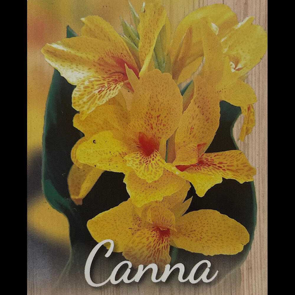 Canna Indica M17 60cm_2