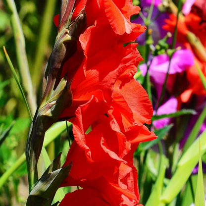 Mezcla De Gladiolos - 250 Pzs - Gladiolus Dahlia Freesia - Bulbos De Flores_3
