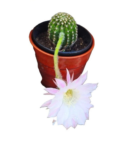 Cactus Echinopsis Oxygona (cactus Erizo Americano). Maceta Pequeña (7cm)._0