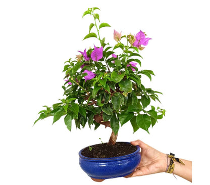 Bonsái Bouganvillea 14 Años_0