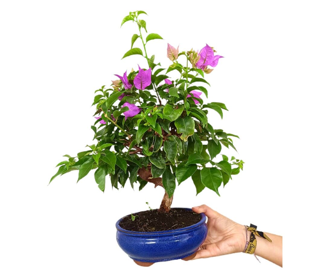 Bonsái Bouganvillea 14 Años