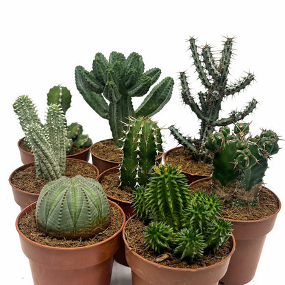Colección 8 Euphorbias M8,5 cm Ø Cactus Y Suculentas_1