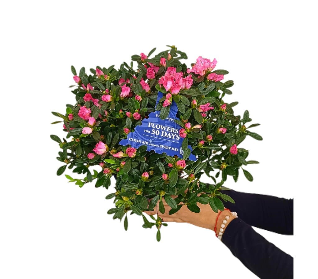 Azalea Simsii M15_0