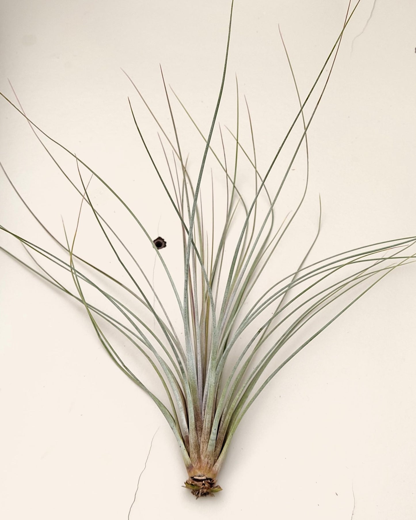 Tillandsia juncea; tilandsia junco, planta del aire plateada; Curiosarium; altura 20-35 cm, diámetro 10-25 cm_2