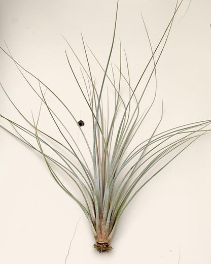 Tillandsia juncea; tilandsia junco, planta del aire plateada; Curiosarium; altura 20-35 cm, diámetro 10-25 cm_2