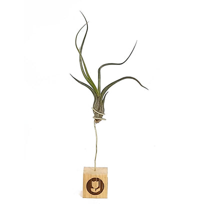 Tillandsia Pseudobailei 20cm Alto X 13cm Ancho