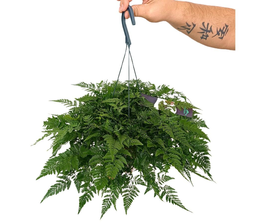 Davalia Humata M17 30cm (helecho Pata De Conejo)_2