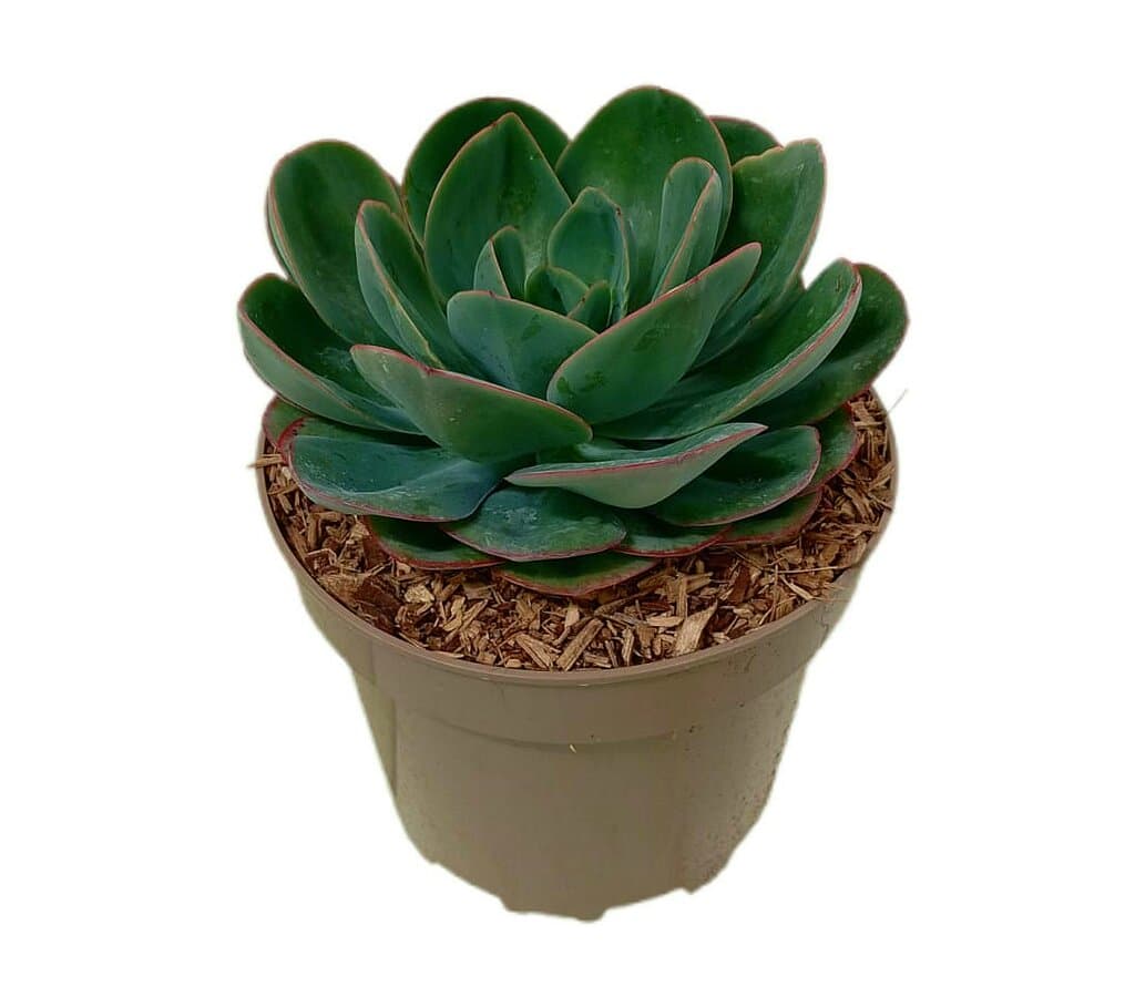 Echeveria Mandala M22