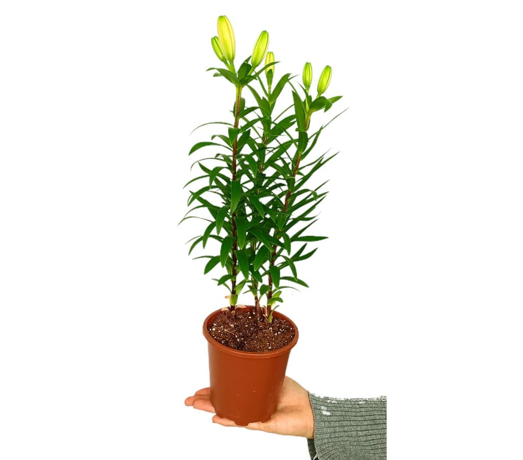Lilium 3 Plantas M13_0