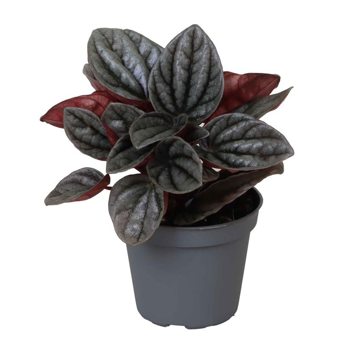 Planta Natural Peperomia Caperata 'caracas' 1 Ud Ø 6 Alt. 12_0