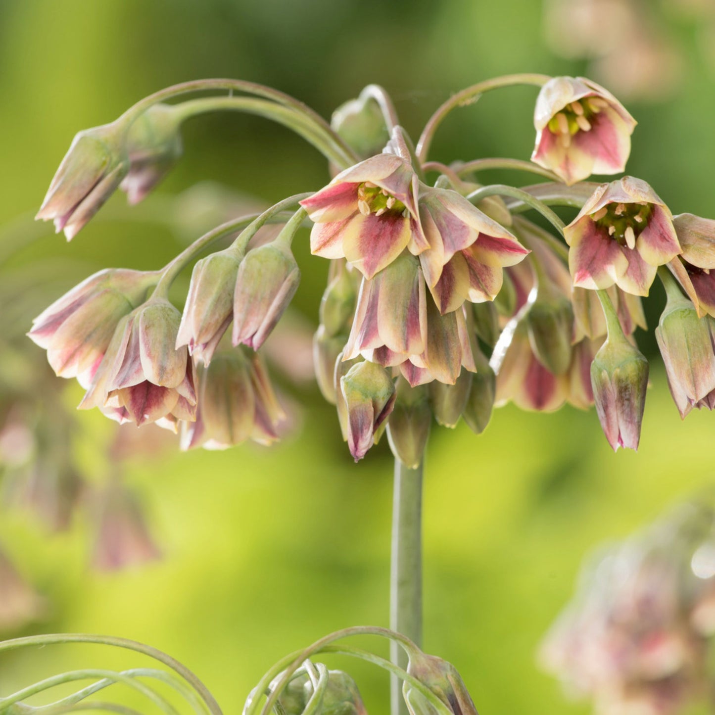 Bulbos De Allium - 40 Pzs - Allium Nectaroscordum - Bulbos De Flores