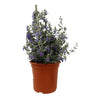 Teucrium Azureum M24 60cm