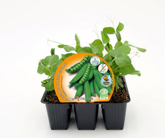 Pack Plantones Guisante Mata Baja 6 Ud. Natural - Fitoralia_0