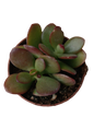Crassula Ovata Var Minor Planta Suculenta De La Suerte Ø5 Cm