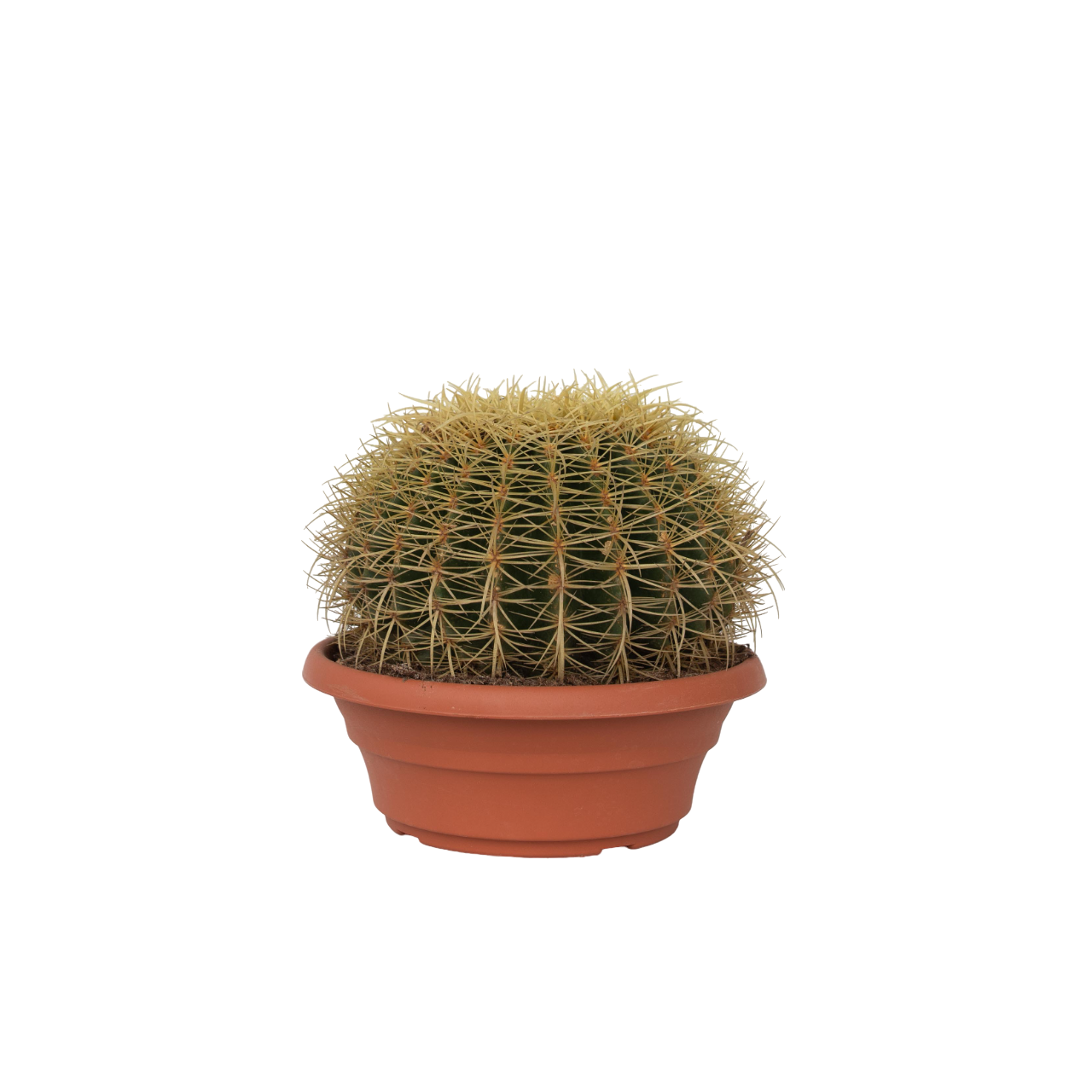 Cactus Barril Dorado - Echinocactus Grusonii - Altura 25-35cm - ⌀25cm_0