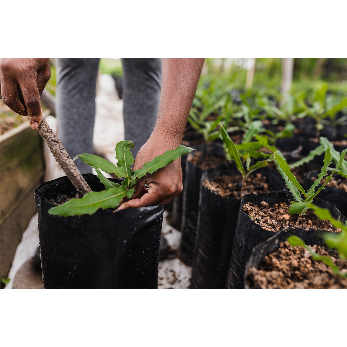 Arbochar - Enmienda con biochar para árboles- LivingChar 40L_3