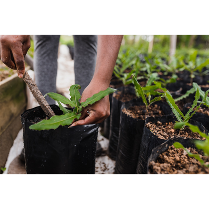 Arbochar -Enmienda con biochar para árboles- LivingChar 1000L