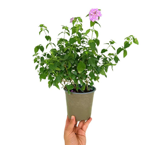 Lantana Camara M13_0