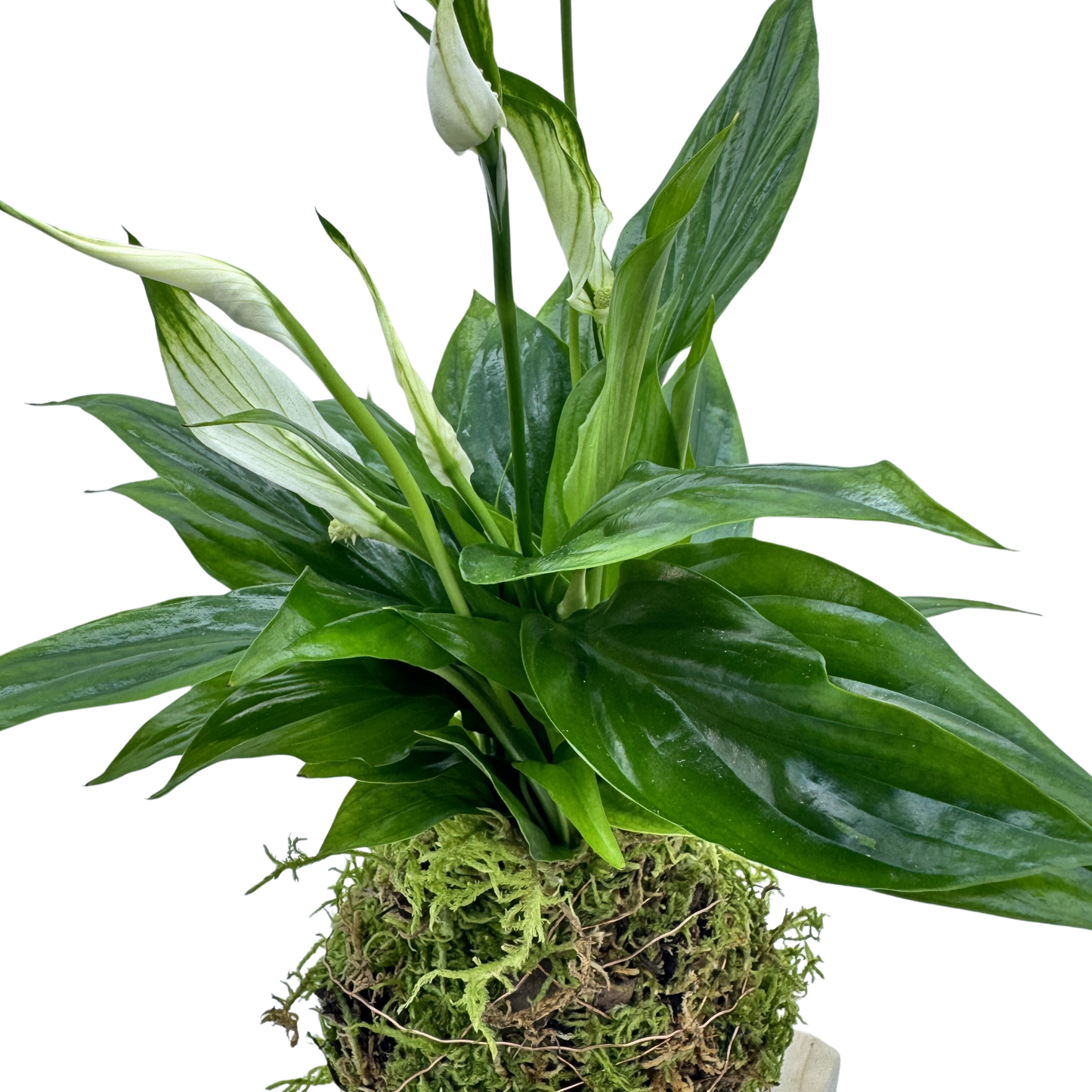 Planta Lirio De Paz Kokedama Natural_2