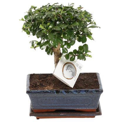 Bonsái - Carmona Microphylla - Altura 30-35cm - ⌀20cm_0