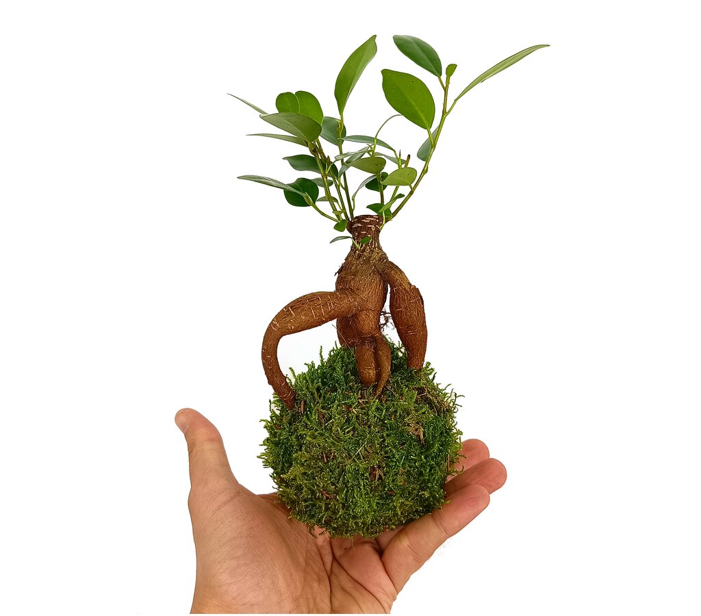 Kokedama Micro Ficus Ginseng