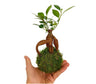 Kokedama Micro Ficus Ginseng