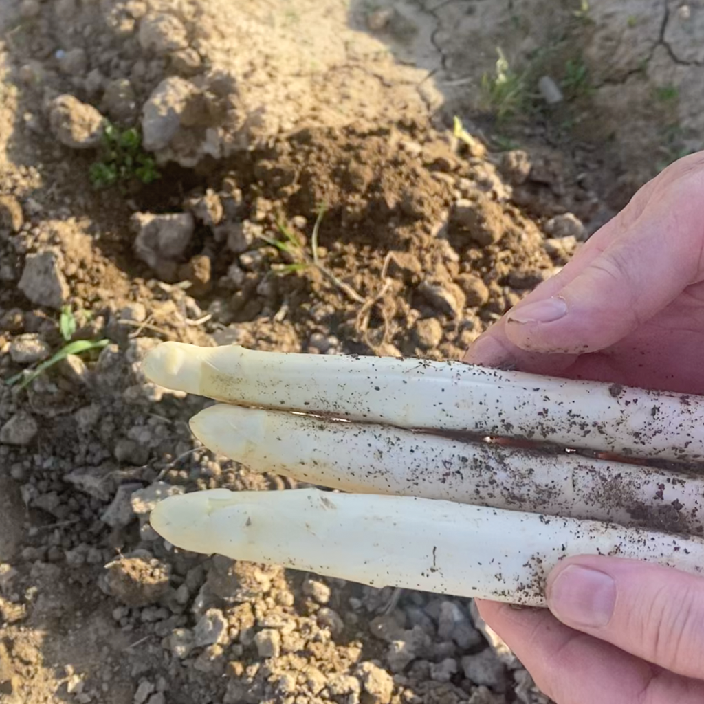 Pack X6 Yemas De Espárragos Extra_2