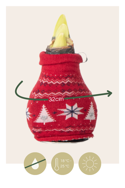 Amarilis - 3 Pzs - Hippeastrum 'christmas Sweater' - Bulbo De Flor - Rojo