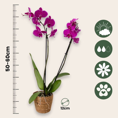 Orqídea Phalaenopsis - Phalaenopsis - Altura 50-60cm - ⌀12cm_2