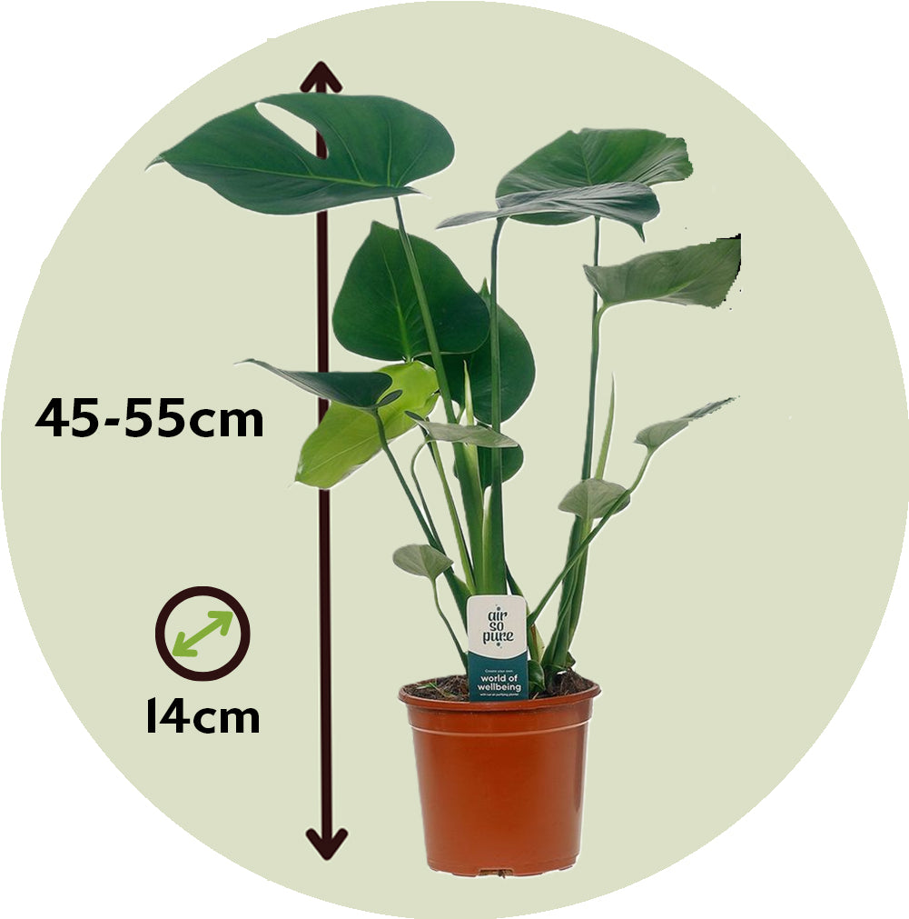 Costilla De Adán - 2 Pzs - Monstera Deliciosa - Altura 45-55cm - ⌀14cm_2