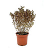 Coprosma Pacific Night M17 60cm (planta Espejo)