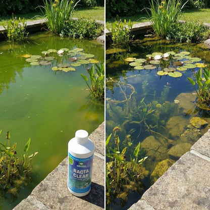 Bacta Clear Bacterias Estanque Hasta 20.000l - Para Agua Clara_1