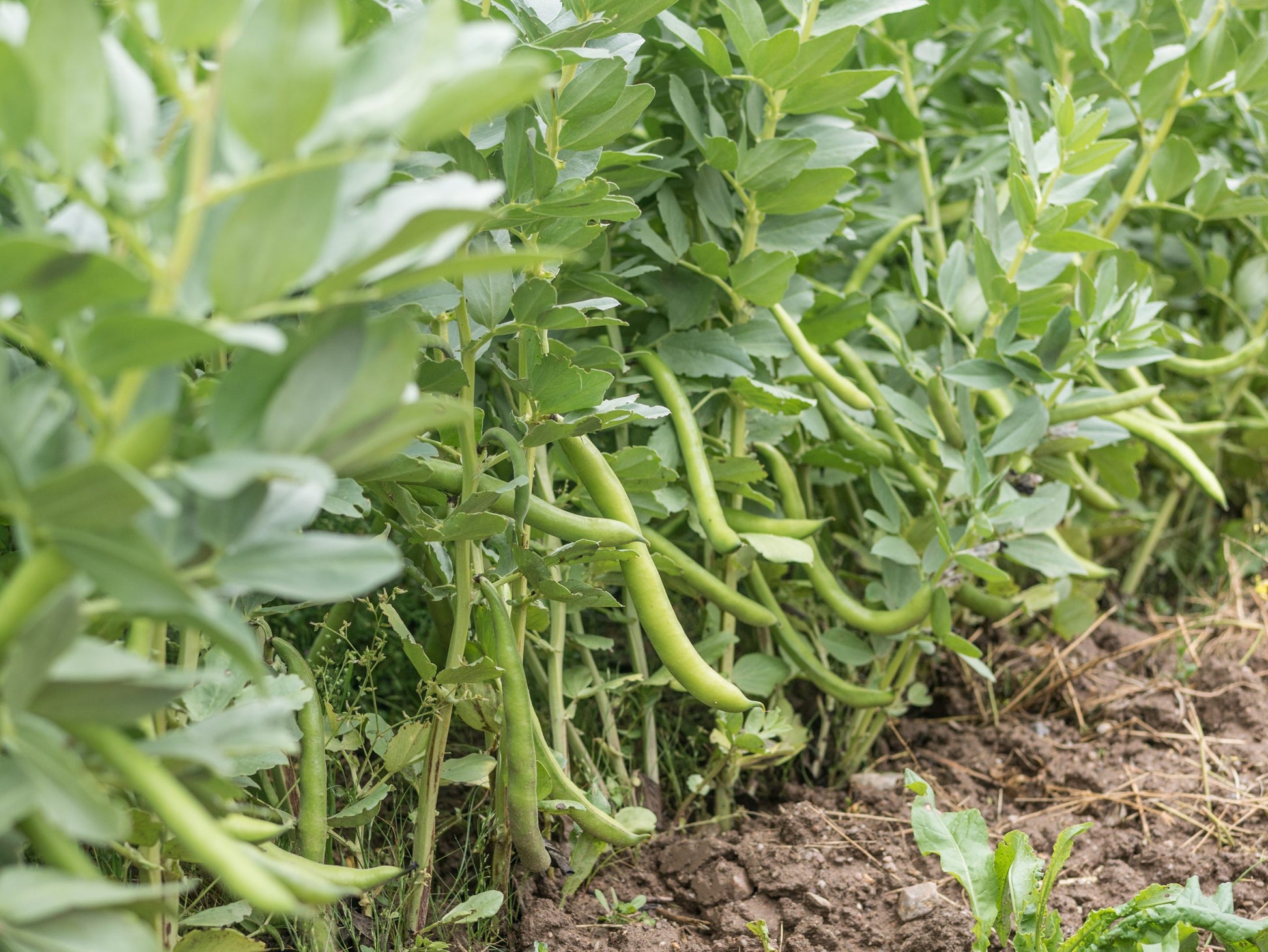 Semillas Haba Superaguadulce Ecológicas