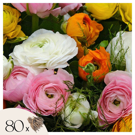 Ranúnculo - 80 Pzs - Ranunculus - Bulbos De Flores_0