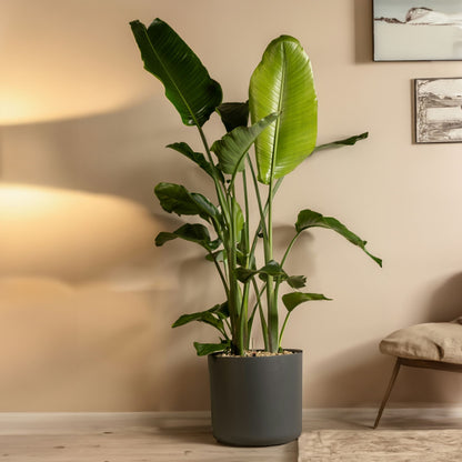 Flor Ave Del Paraíso - Strelitzia Nicolai - Altura 150-170cm - ⌀28cm