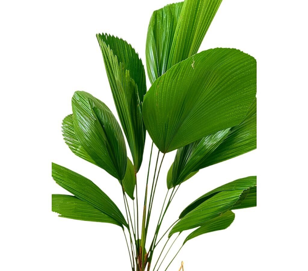 Licuala Grandis M19 100 - 120cm_1