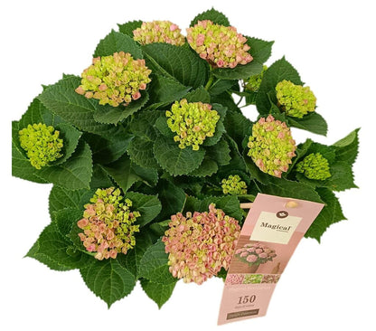 Hortensia Magical M16_1