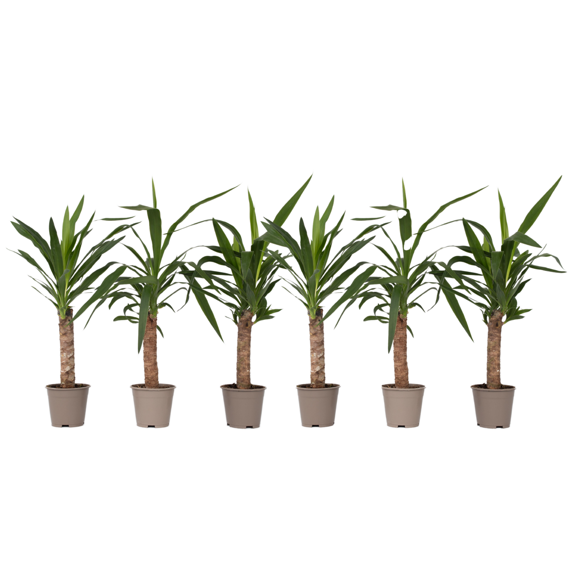 Yuca Pie De Elefante - 6 Pzs - Yucca Elephantipes - Altura 50-60cm - ⌀14cm