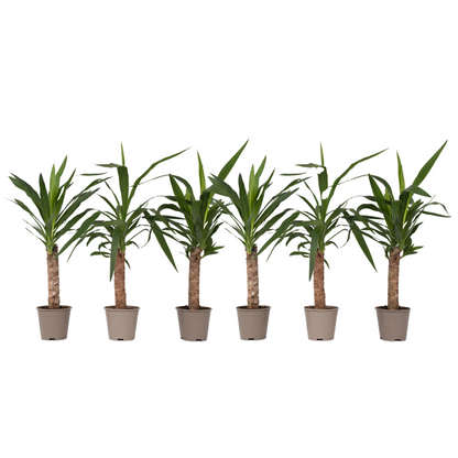 Yuca Pie De Elefante - 6 Pzs - Yucca Elephantipes - Altura 50-60cm - ⌀14cm