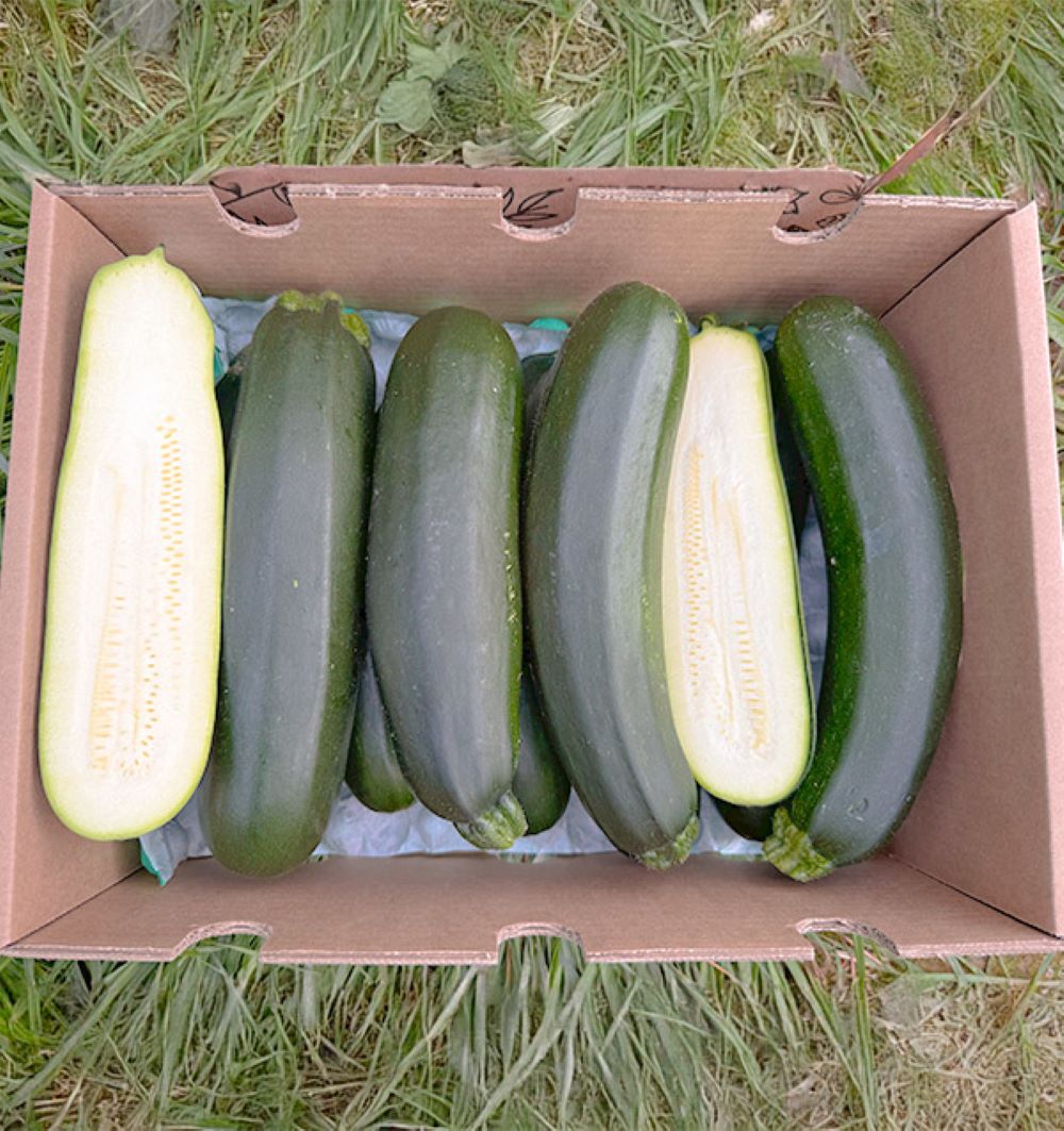 Caja De Calabacín Negro De Temporada Tropitop Caja De 15kg_2