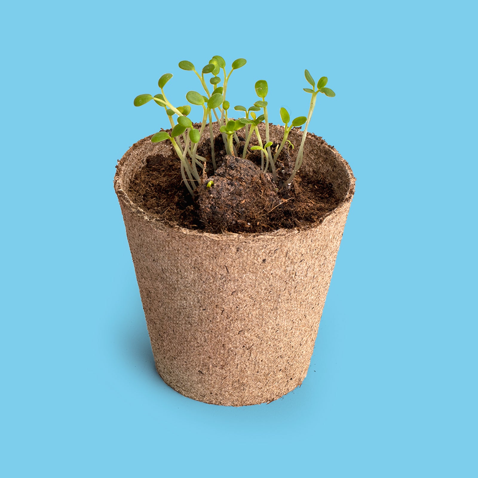 Salvemos A Las Abejas | Kit Cultivo Flores Melíferas Con Bomba De Semillas Para Polinizadores | Regalo Educativo_2