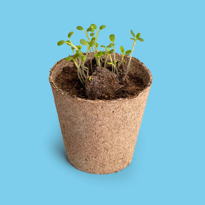 Salvemos A Las Abejas | Kit Cultivo Flores Melíferas Con Bomba De Semillas Para Polinizadores | Regalo Educativo_2