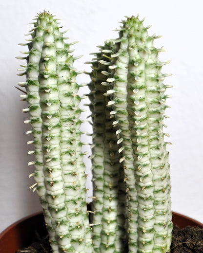 Euphorbia Mammillaris 'variegata' (mazorca De Maíz Variegada); Euforbia Suculenta; Curiosarium; Diámetro Maceta 10,5 Cm_4