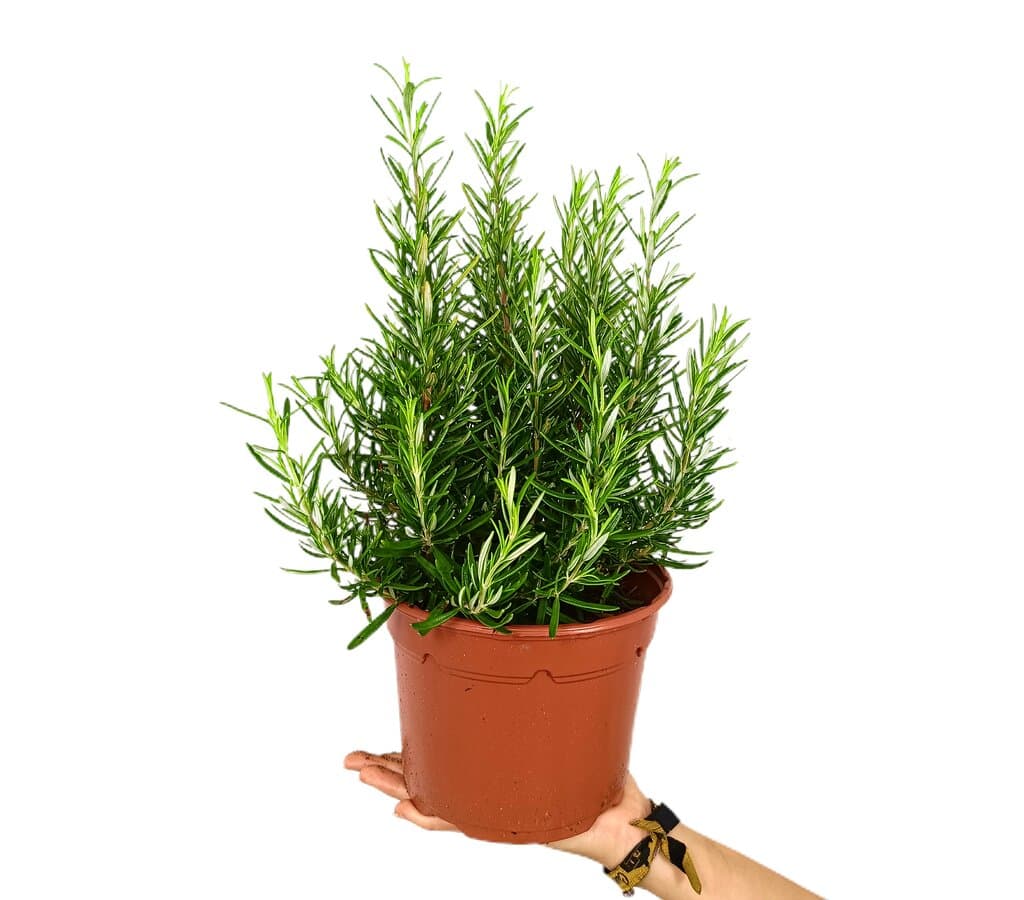 Romero Officinalis M17