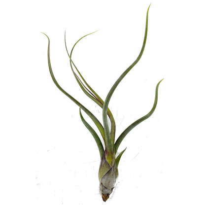 Tillandsia Pseudobailei 20cm Alto X 13cm Ancho