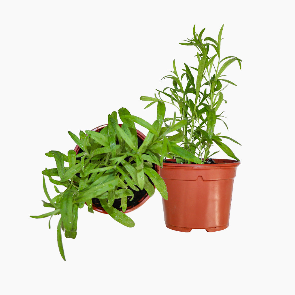 Maceta Estragón 10,5 Cm - Plantabo_0