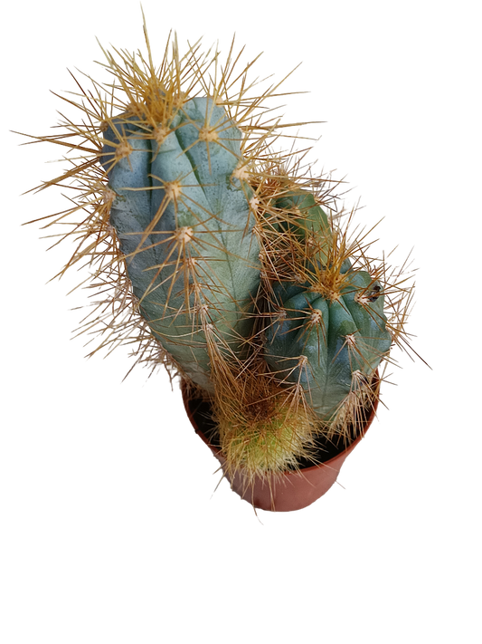 Cactus Azul Columnar Maceta Pequeña Ø5 Cm_0